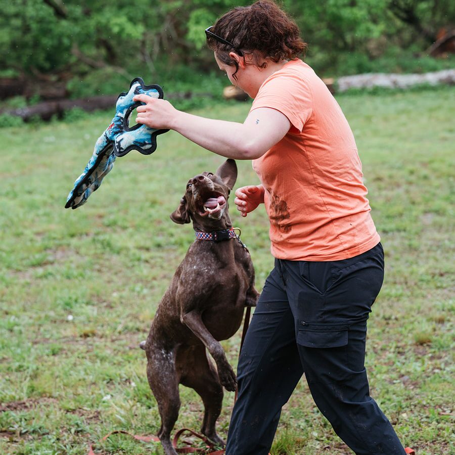 Dog in a daycare or boarding environment