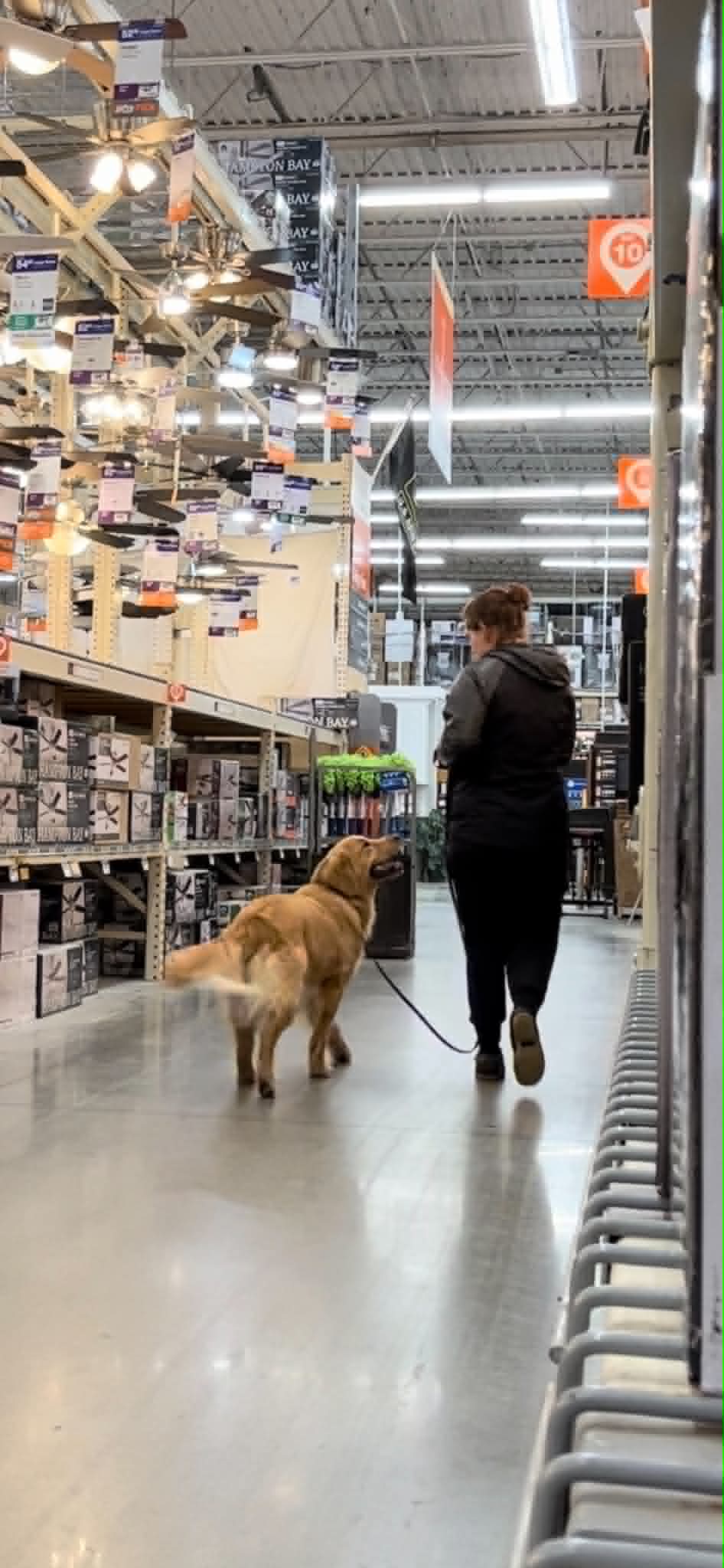 Dog practicing public neutrality during mobile dog training