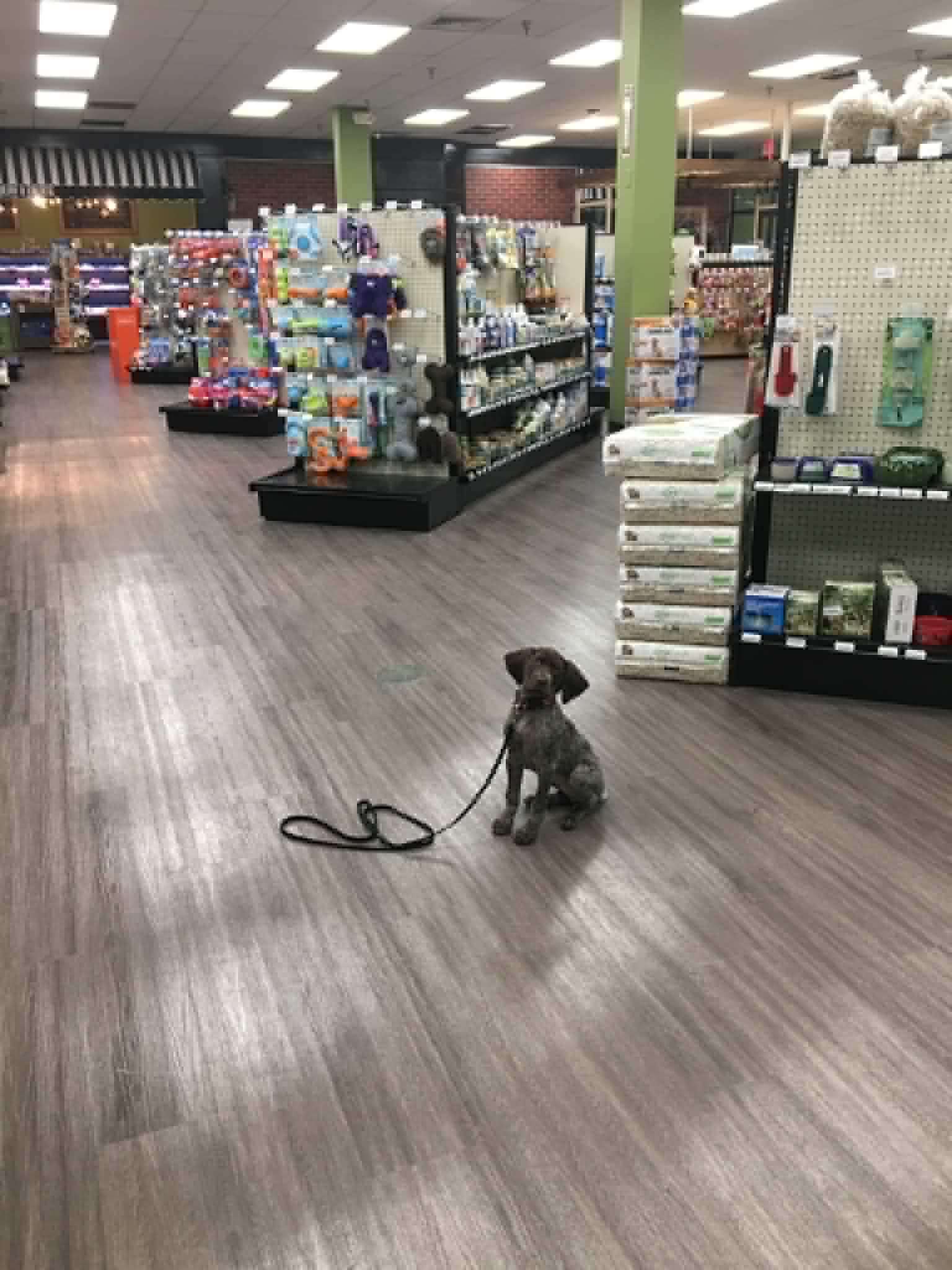 Puppy practicing training in a public setting