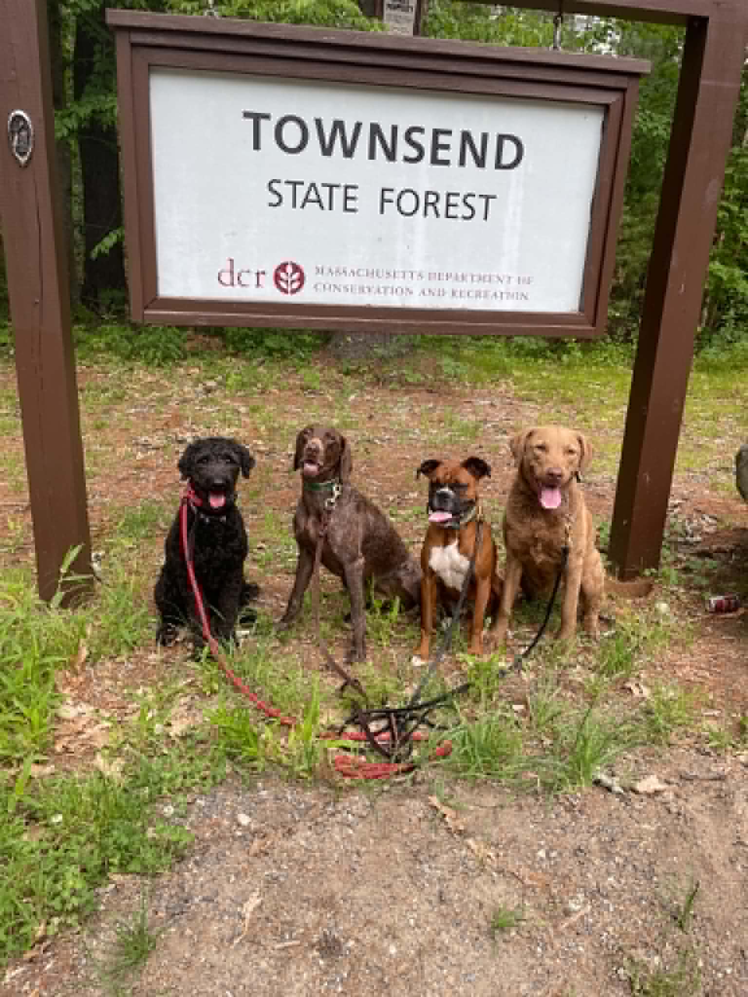 Mobile dog training near Townsend, MA