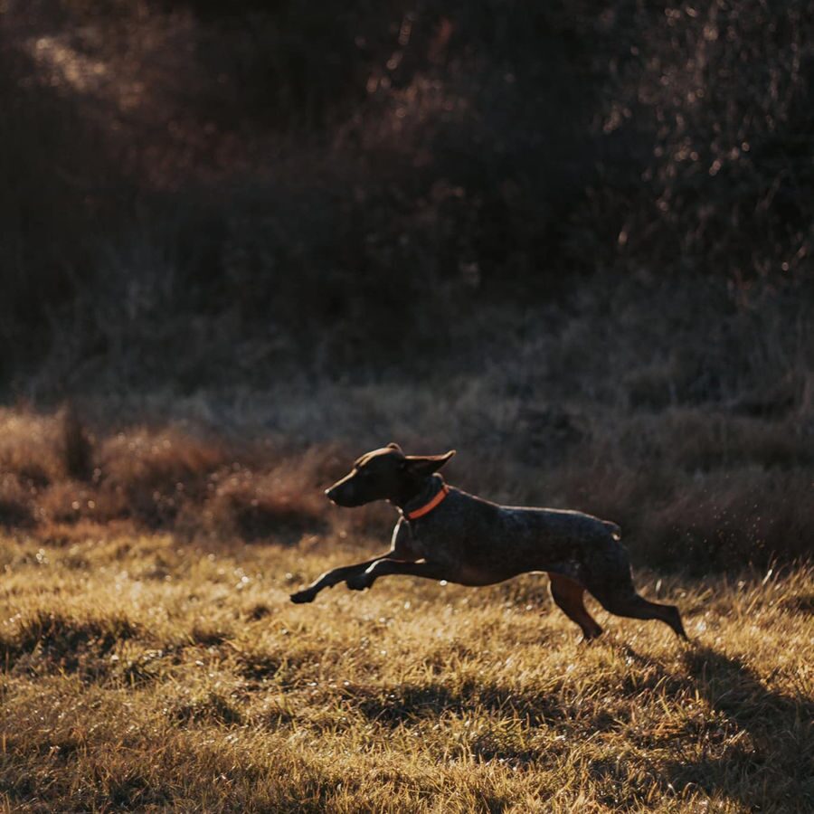 Dog running during fitness and conditioning work