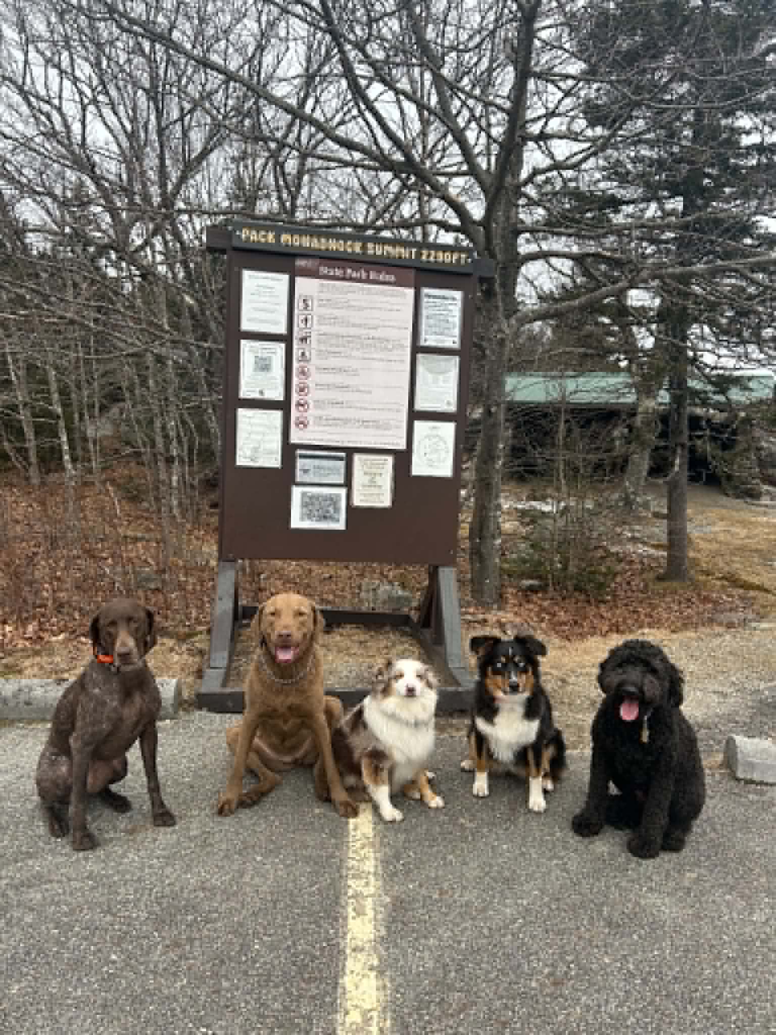 Dogs sitting calmly together during group place training