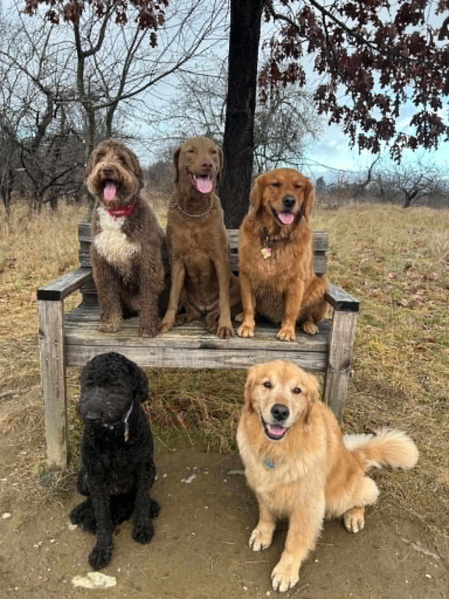 Dogs practicing place training on a public bench