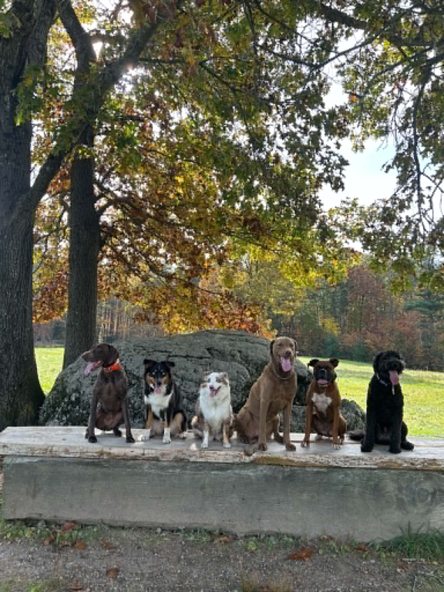 Dogs practicing group place training outdoors