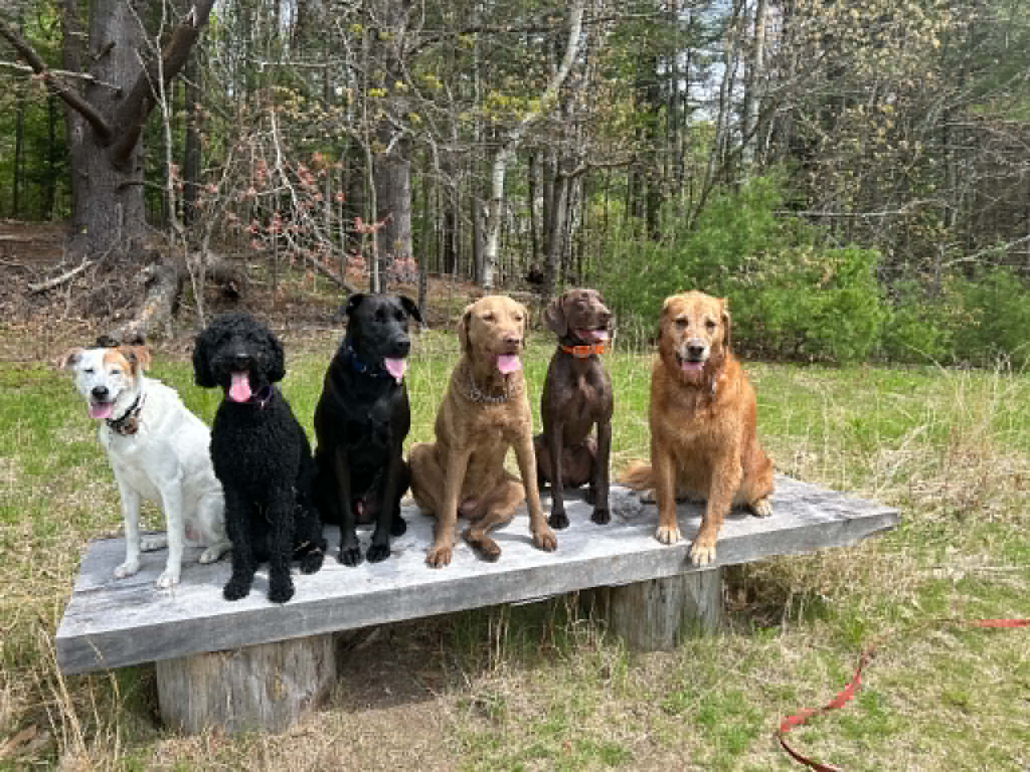 Dogs practicing group place training during Kendall's Canines day training