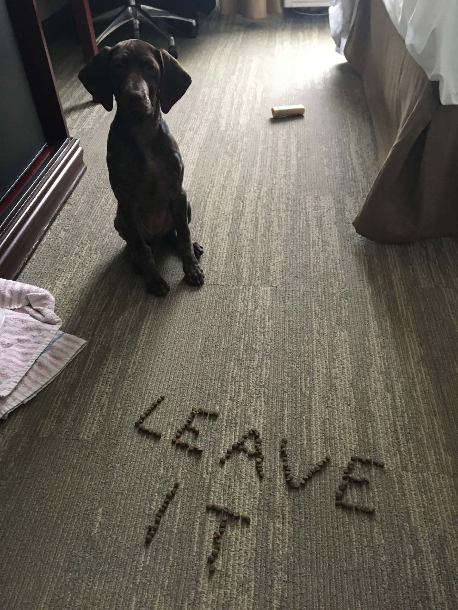 Dog practicing leave it during training