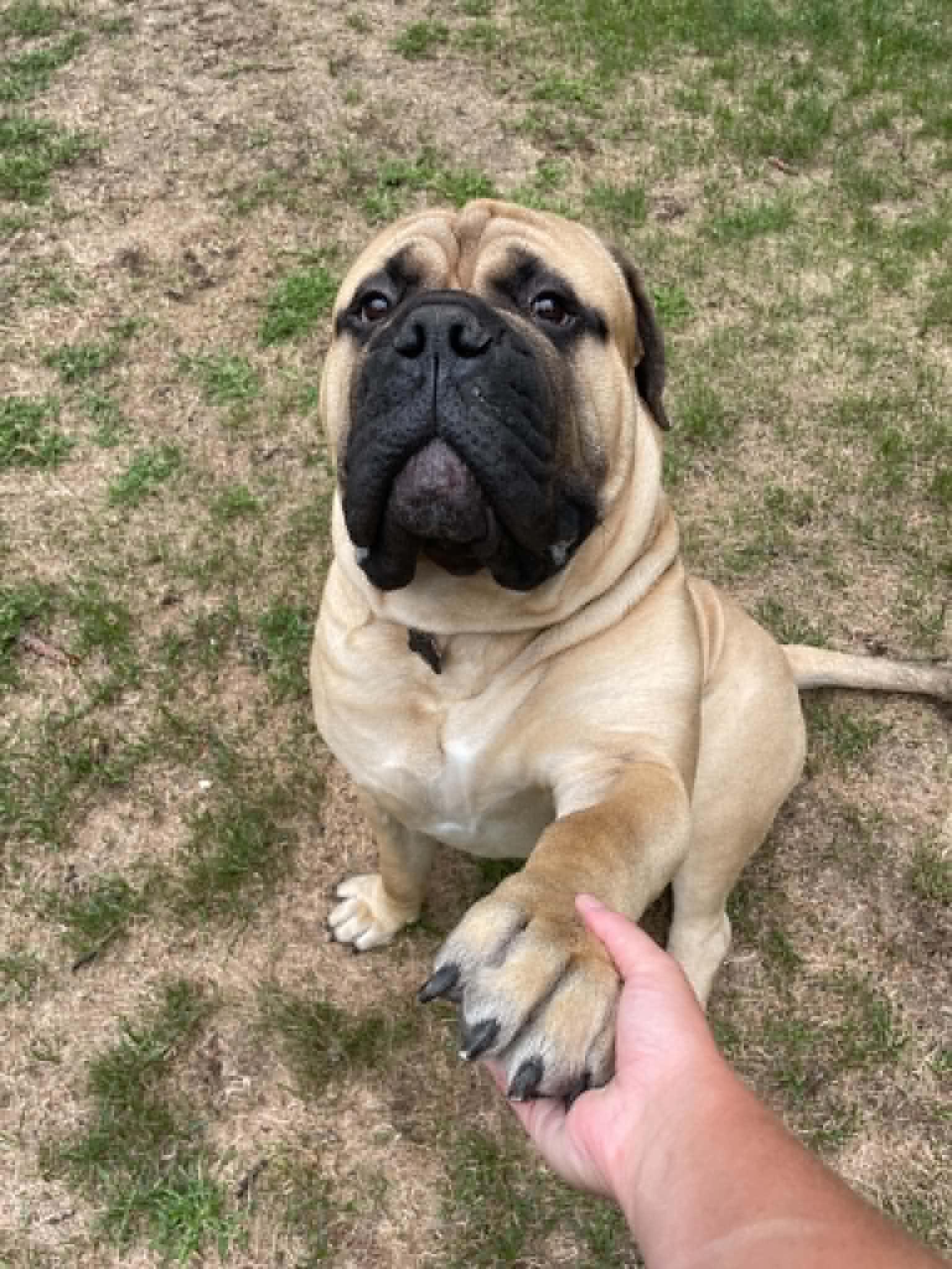 Dog practicing paw during obedience training