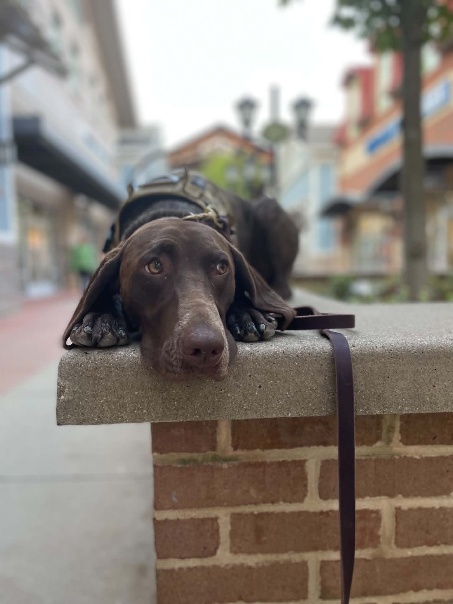 Dog practicing place training in a public setting