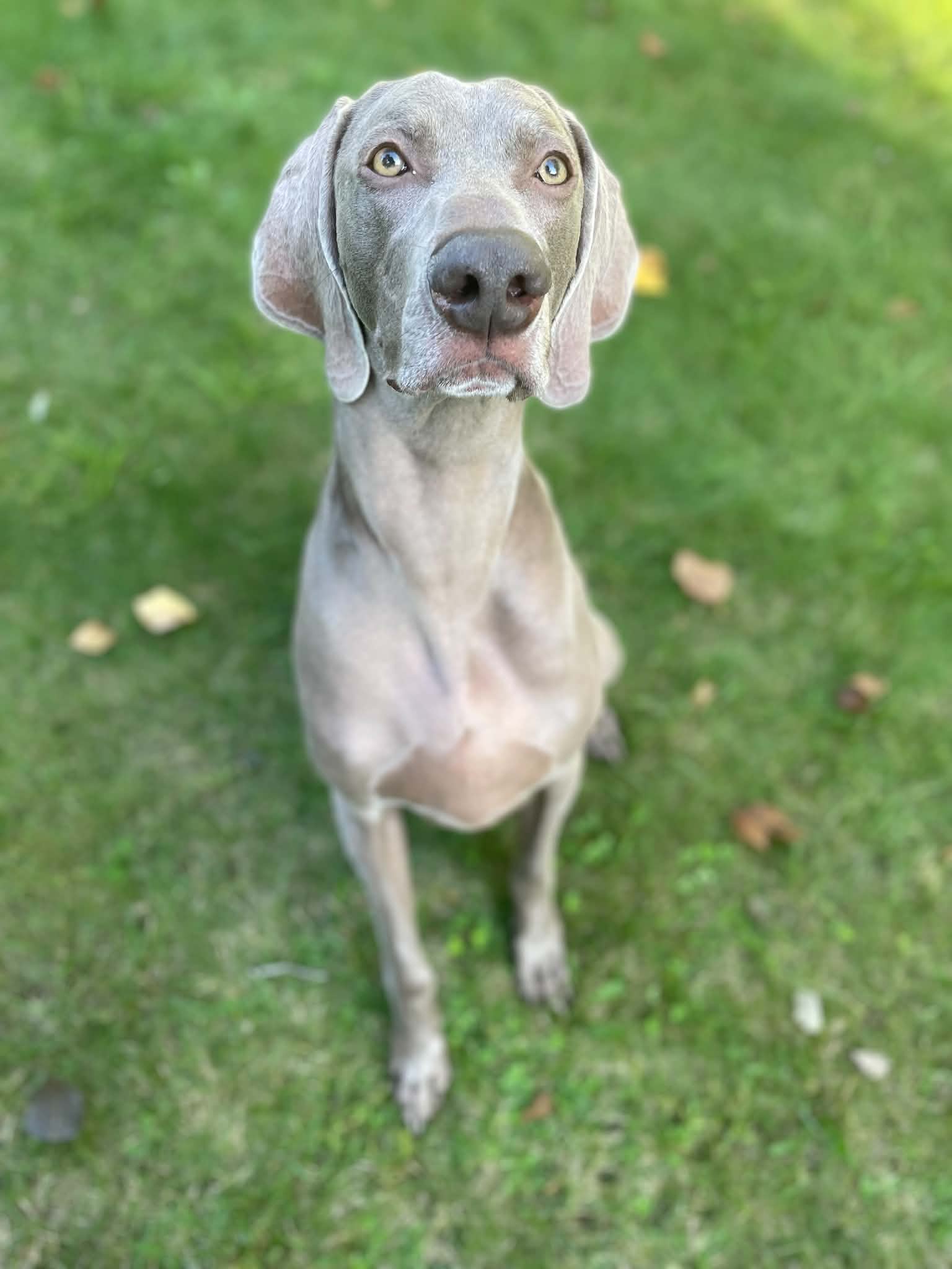 Dog practicing sit during obedience training